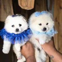 توله پامرانین|سگ|شیراز, شهرک گلستان شمالی|دیوار