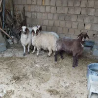 فروش بره چاق|حیوانات مزرعه|سیوان, |دیوار