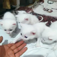 بچه گربه میکس پرشین واسکاتیش|گربه|بابل, |دیوار