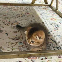 توله گربه اسکاتیش ۶۰ روزه بلک گلد