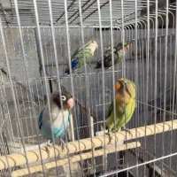 طوطی برزیلی|پرنده|فردیس, فردیس|دیوار