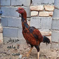 جوجه لاری لاری