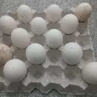 تخم نطفه دارغاز