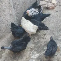 خروس ومرغ ایام سمانی ومرغ وخروس گلین پنگوئنی