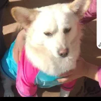 گمشده سال 1401 شب چهارشنبه سوری