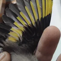 سهره نرکرمانی|پرنده|شاهینشهر, شهرک گلدیس|دیوار