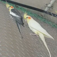 عروس هلندی مولد