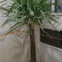 گل طبیعی  یوکا (درخت)