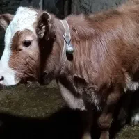 گاو و گوساله سمینتال