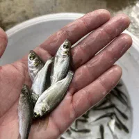 بچه ماهی فیتوفاگ