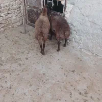 بر قوچ همو افشار