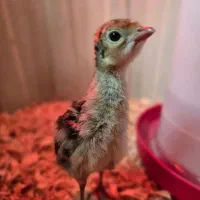 جوجه بوقلمون