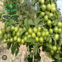 نهال گوجه سبز زودرس گلدانی|گل و گیاه طبیعی|سبزوار, کهنه آب|دیوار