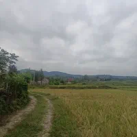 شالیزار-سند-تک-برگ