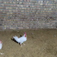 خروس|پرنده|فلارد, |دیوار