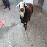 قوچ گوسفند|حیوانات مزرعه|سیلاخور, |دیوار