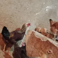 وارک مرغ|حیوانات مزرعه|جوانرود, |دیوار