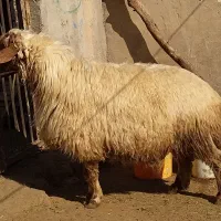 قوچ جوان و داشت|حیوانات مزرعه|پلدختر, |دیوار