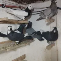 6عدد|حراج|بیرجند, |دیوار