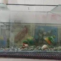 اکواریم‌با‌‌لوازم‌و‌ماهی