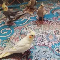 چهار عدد عروس هلندی
