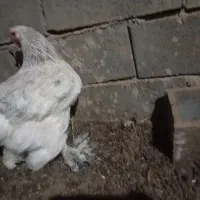 مرغ|حیوانات مزرعه|تربت‌حیدریه, حاجی یار‎|دیوار