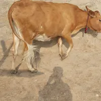 گاو با گوساله