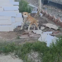 سک لاس آدمی سفت