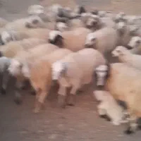 گوسفند|حیوانات مزرعه|کامفیروز, |دیوار