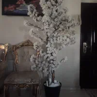 تعدادی درختچه شکوفه سفید نو خوشرنگ خارجی