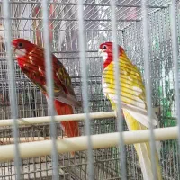 طوطی‌رزیلاجفت‌مولد