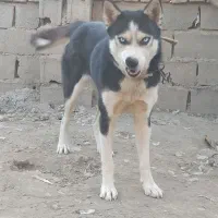 سگ هاسکی قیمت پایین