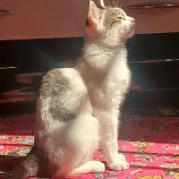 واگذاری گربه