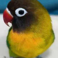 کوتوله آبی کاربری نقاب سیاه نر۱عددو۳عددسبز|پرنده|فولادشهر, مسکن مهر فولادشهر|دیوار