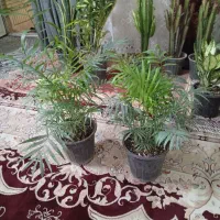 گلهای شاداب زیبا|گل و گیاه طبیعی|مشهد, اروند|دیوار