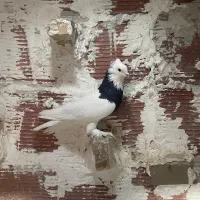 کبوتر طوقی دم سفید|پرنده|زرند, |دیوار