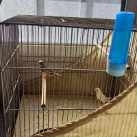 فنچ|پرنده|شهر ری, شهرک نظامی|دیوار