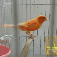 قناری رد فکتور نر آماده