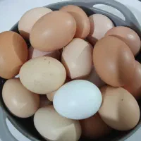 تخم‌مرغ‌نطفه‌دار