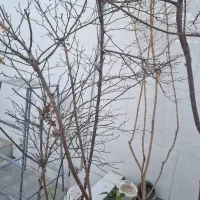 باغ-گردو-و-فندوق-فروشی