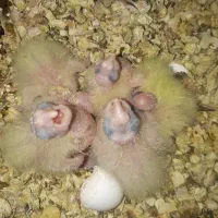 عروس هلندی|پرنده|زاوه, |دیوار