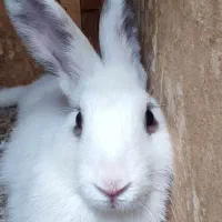 خرگوش