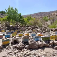 عسل طبیعی تفتان|خوردنی و آشامیدنی|خاش, |دیوار