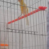 قناری ماده|پرنده|تربتحیدریه, شهرک ولیعصر|دیوار