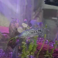 آکواریوم|ماهی|مرودشت, ژیان|دیوار