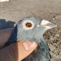 اردن مسافتی پلاکی|پرنده|چناران, |دیوار