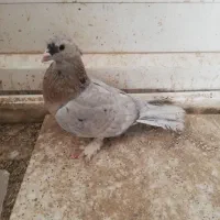 کبوتر سرور