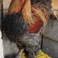 جوجه برهما