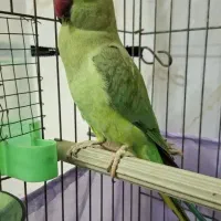 طوطی ملنگو بالغ نیمه رام