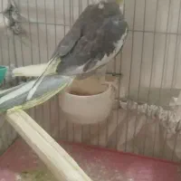 پرنده